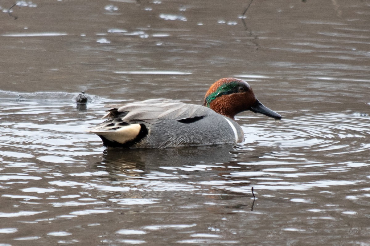 Green-winged Teal - ML544822631
