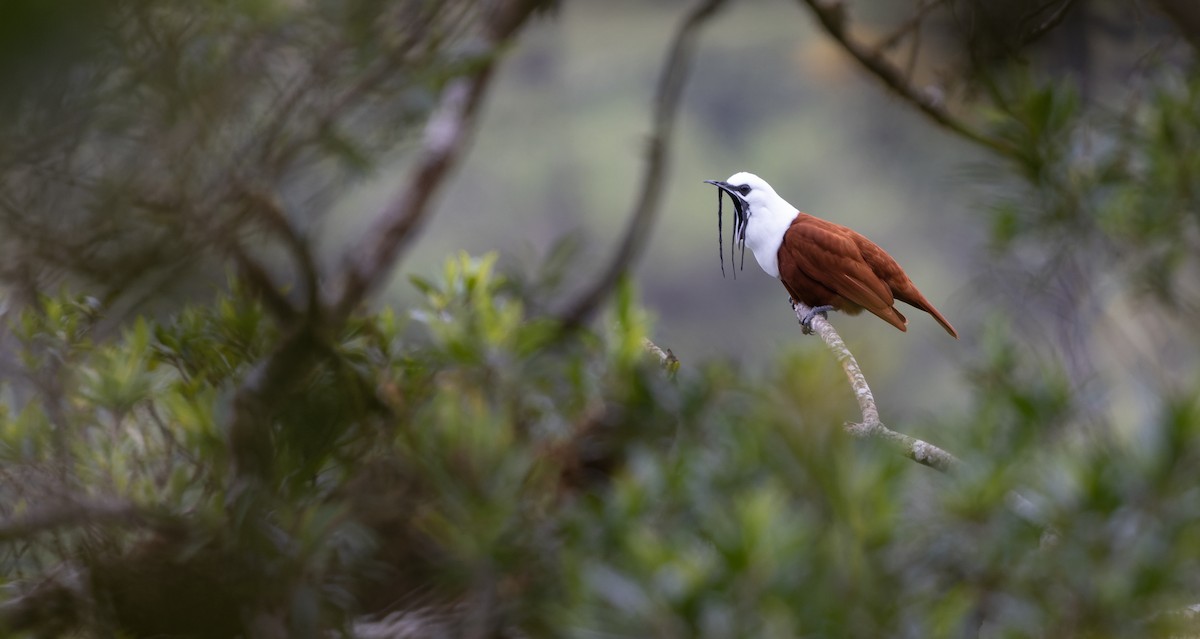 Three-wattled Bellbird - Luke Seitz