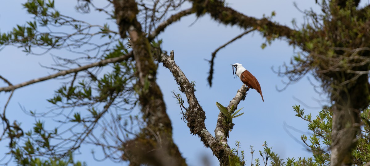 Three-wattled Bellbird - Luke Seitz