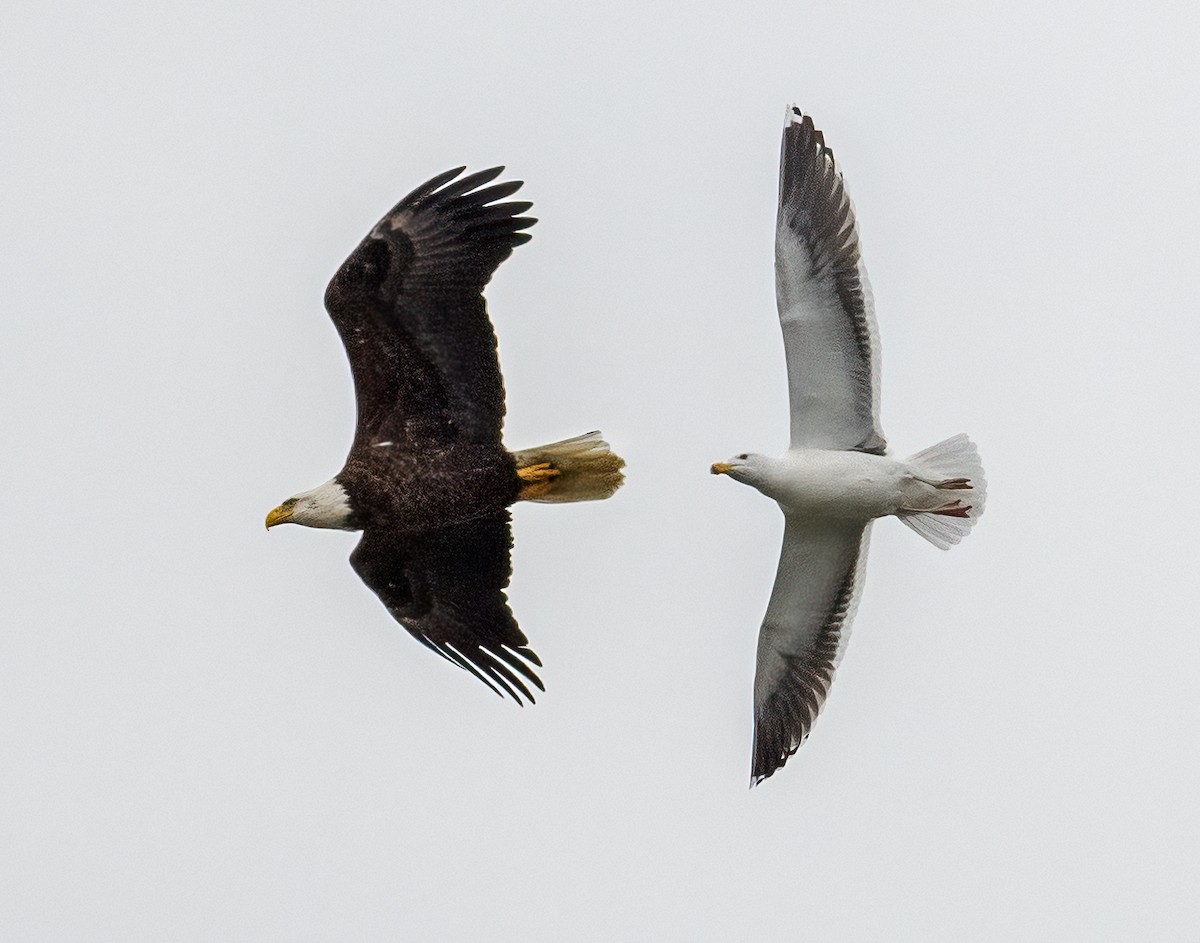 Bald Eagle - ML544824891