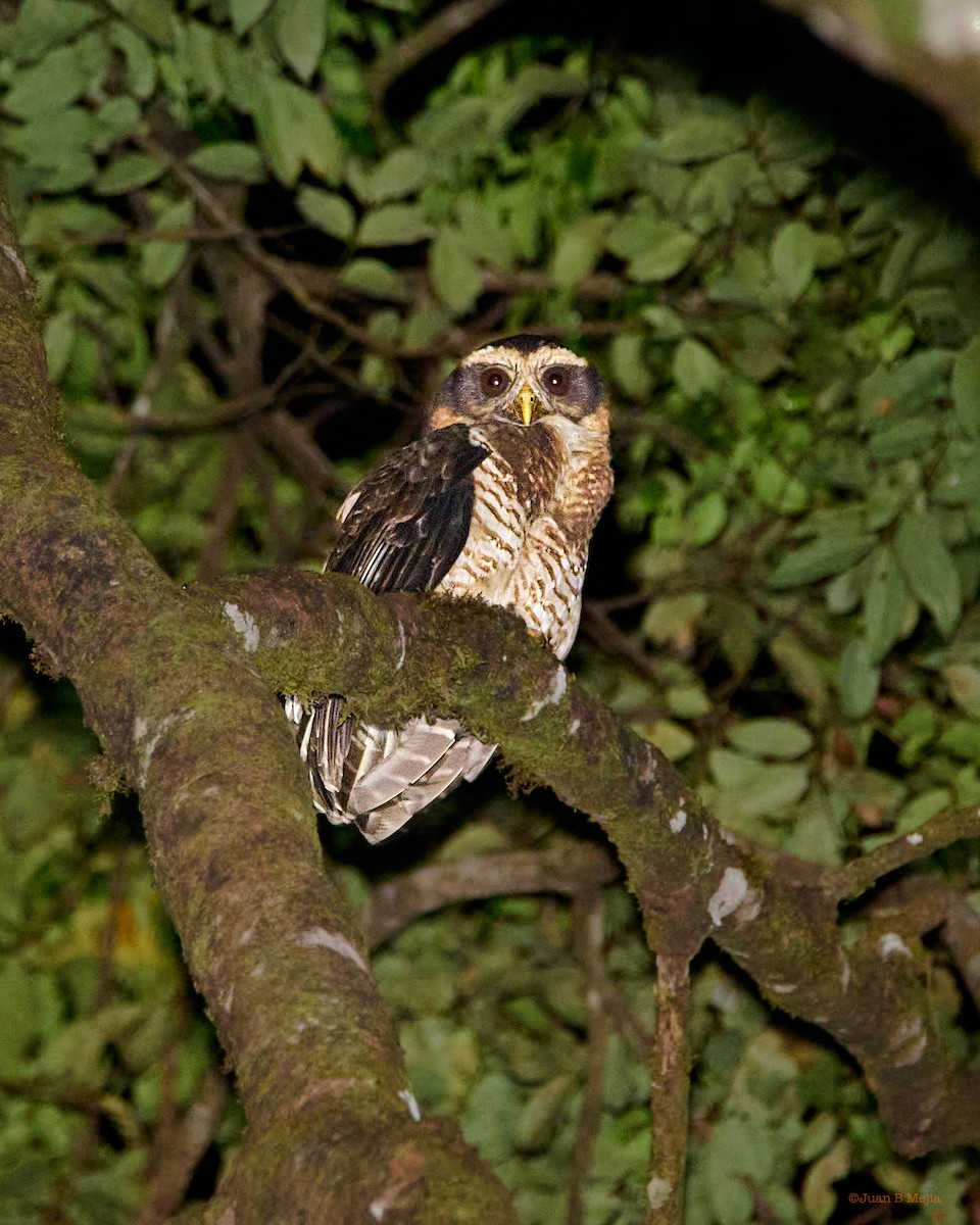 Band-bellied Owl - Juan B Mejia Ossa
