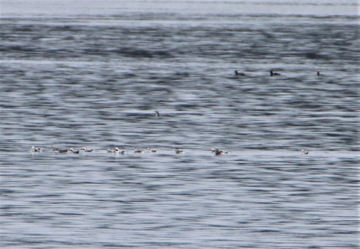 Long-tailed Duck - ML544825131