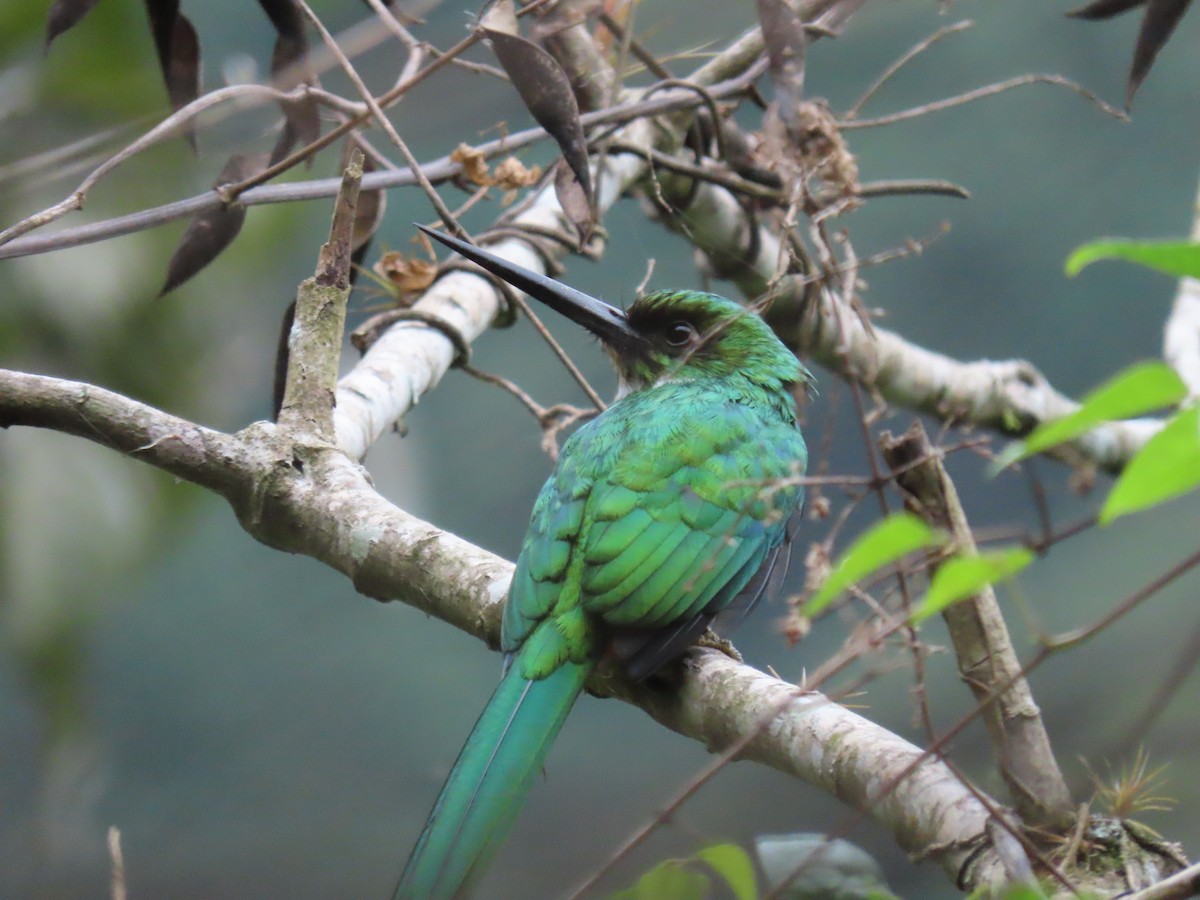 Rufous-tailed Jacamar (Black-chinned) - ML544825741