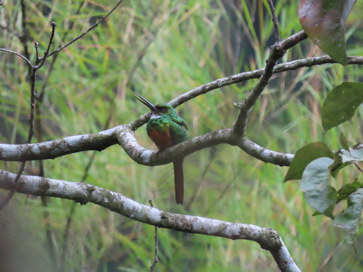Rufous-tailed Jacamar (Black-chinned) - ML544825751