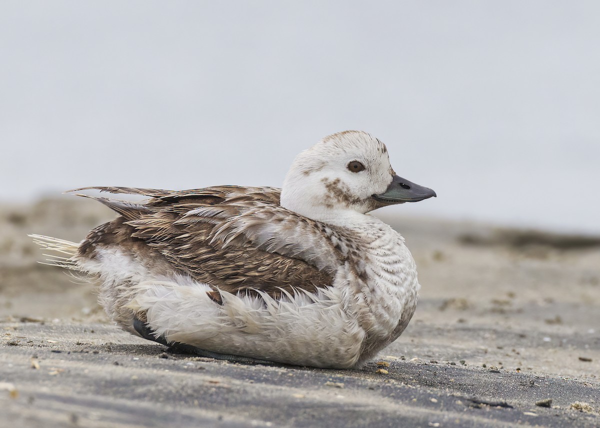Long-tailed Duck - Barbara Swanson