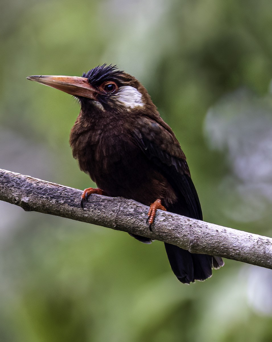 White-eared Jacamar - ML544826161