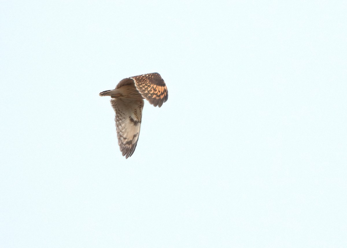 Short-eared Owl - ML544828631