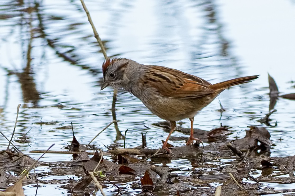 Swamp Sparrow - ML54482891