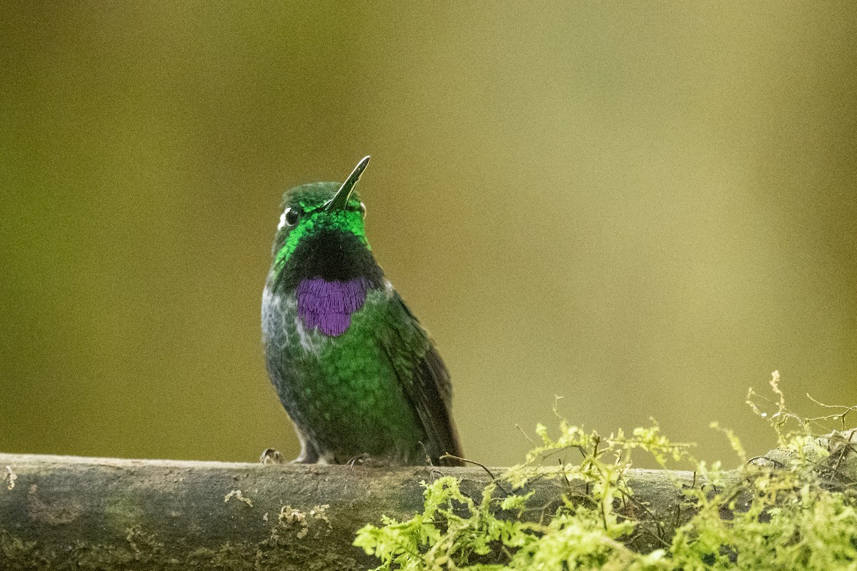 Colibri de Benjamin - ML544829261