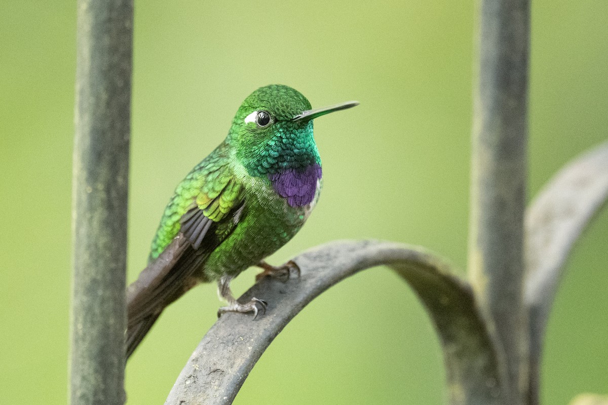 Purple-bibbed Whitetip - ML544829391