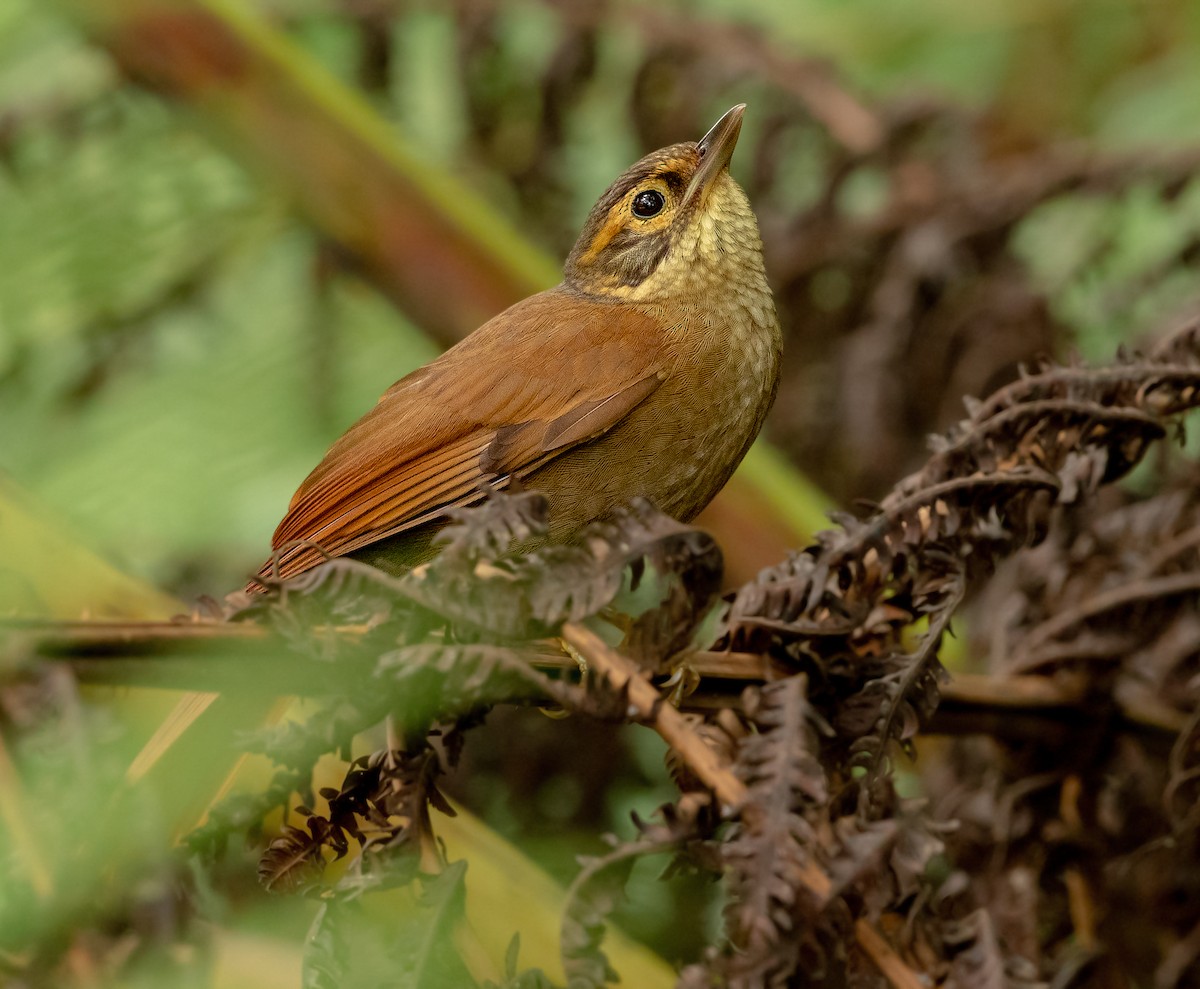 Scaly-throated Foliage-gleaner - Andres Paniagua