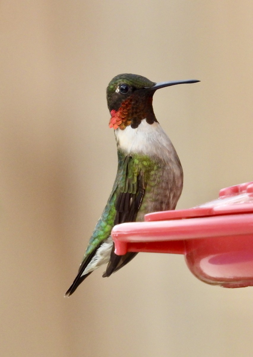 Ruby-throated Hummingbird - ML544832041