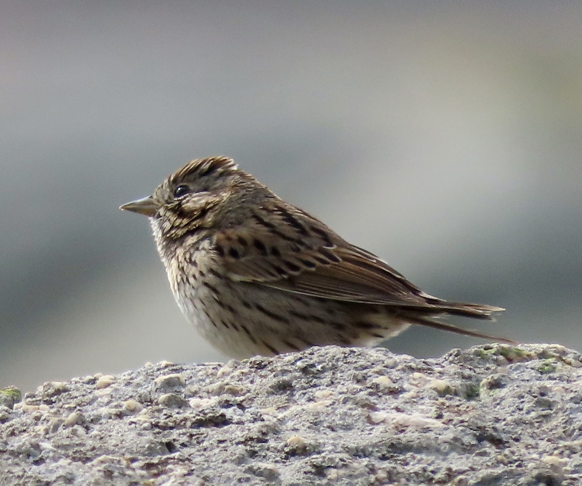 Lincoln's Sparrow - ML544833351