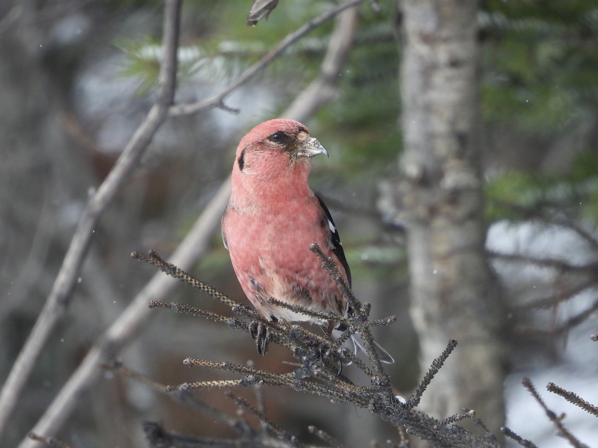 White-winged Crossbill - ML544834911