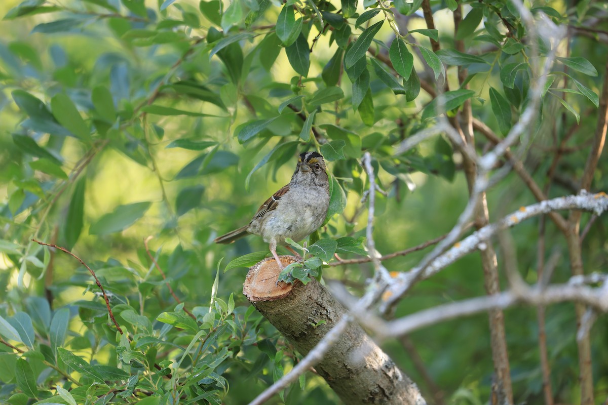 White-throated Sparrow - ML544835691