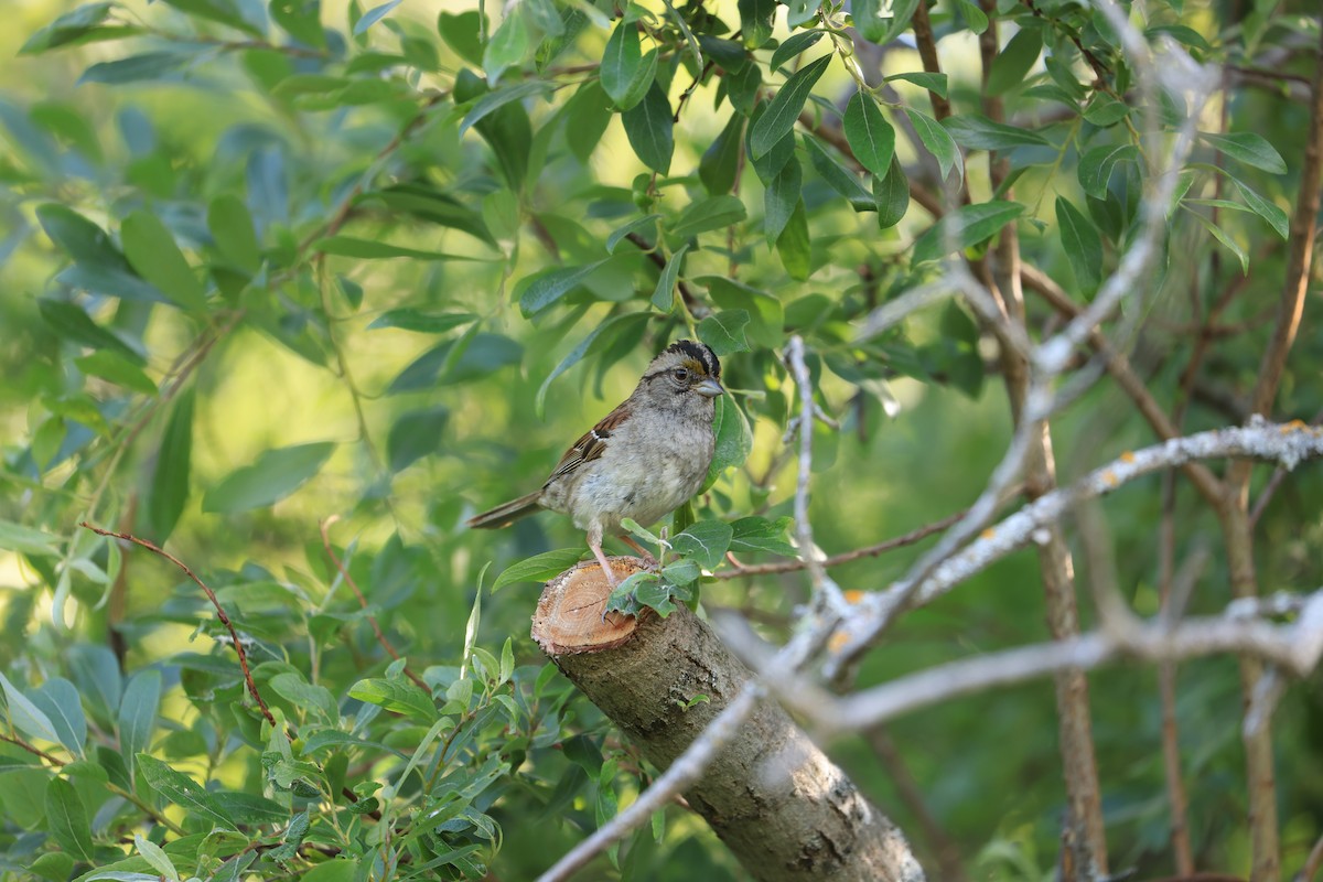 White-throated Sparrow - ML544835801
