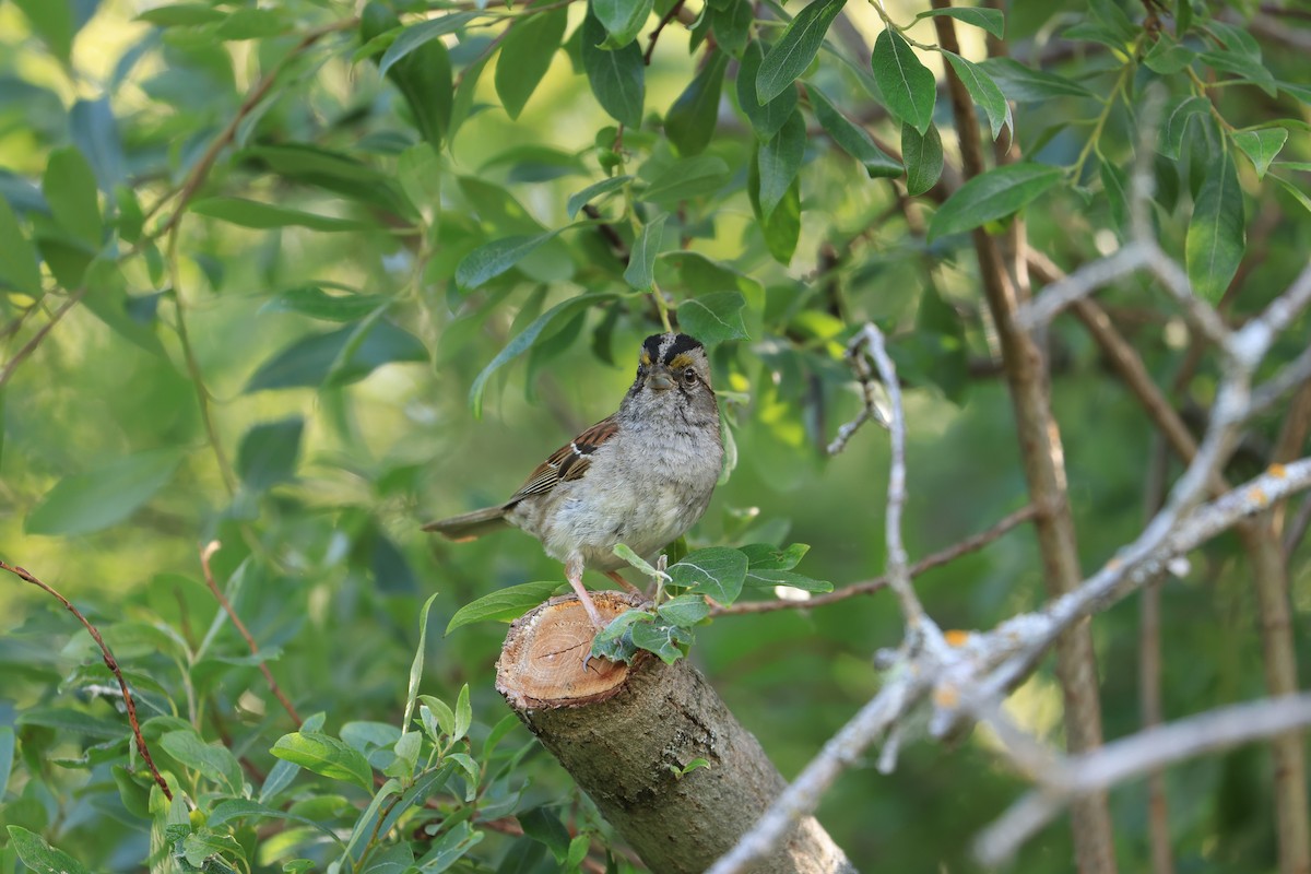 White-throated Sparrow - ML544835871