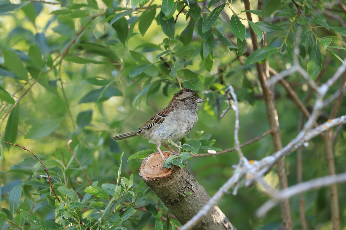 White-throated Sparrow - ML544835971