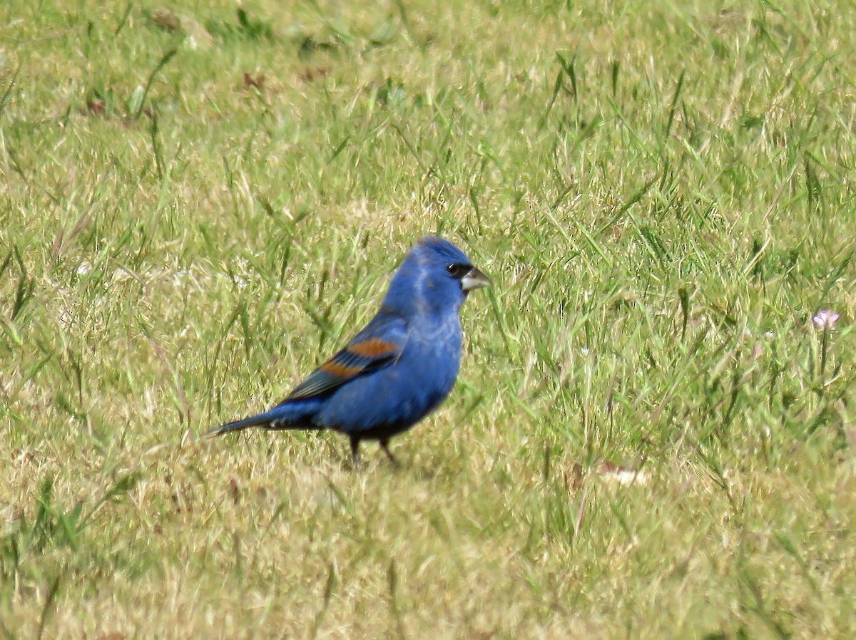 Blue Grosbeak - ML54483641