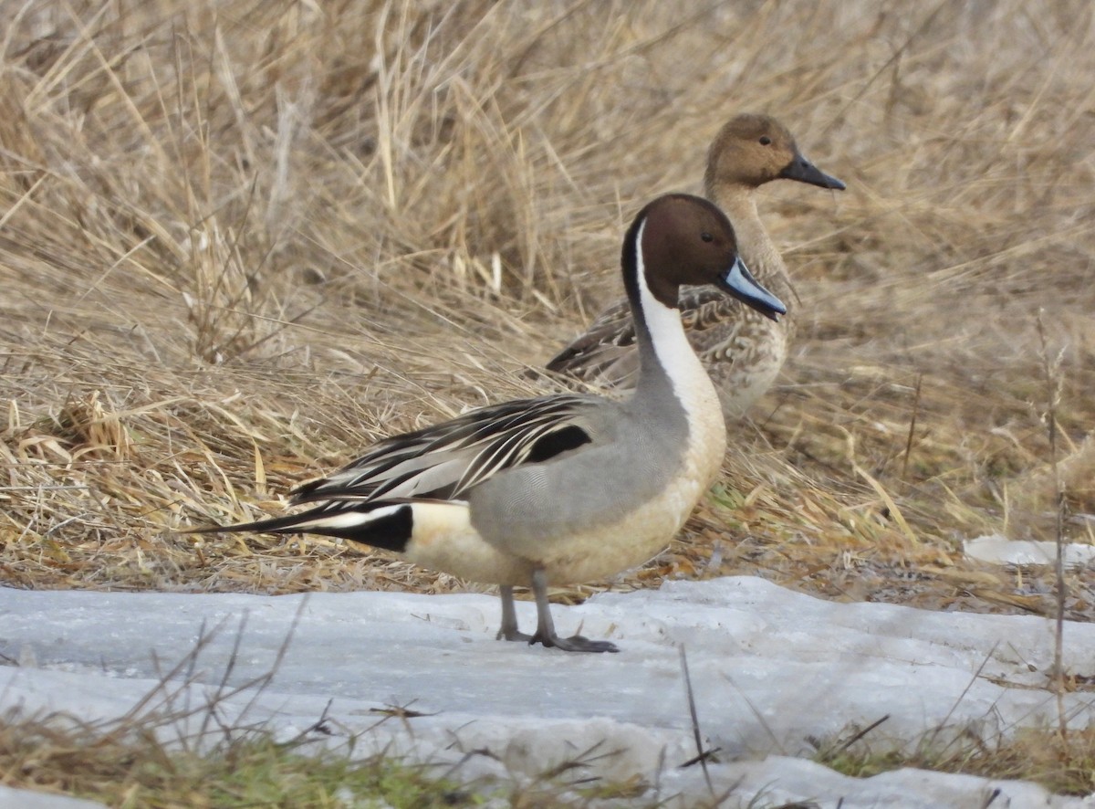 Northern Pintail - ML544837601