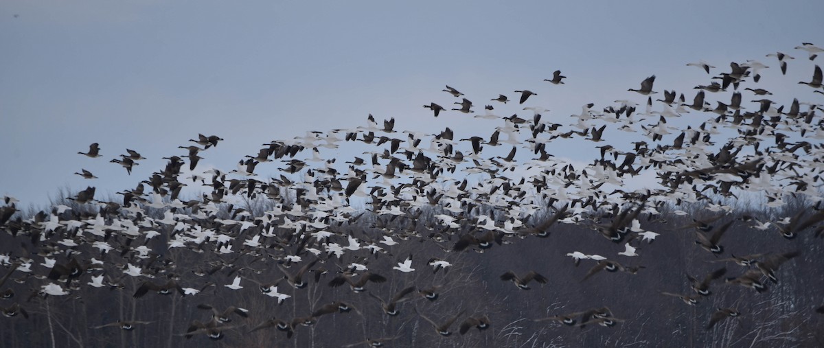 Canada Goose - Andrea Heine