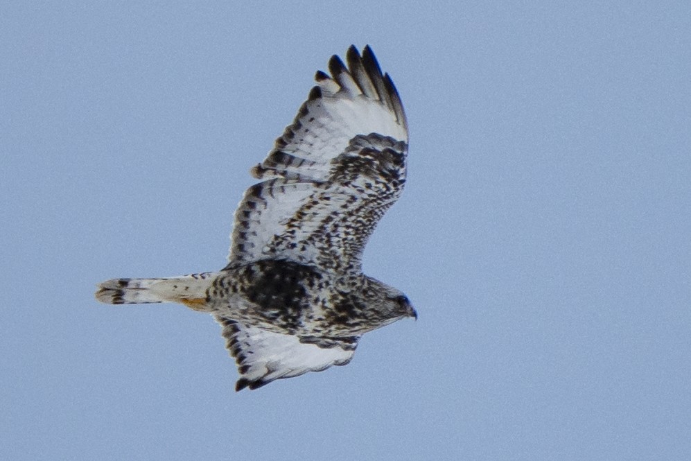 Rough-legged Hawk - Ben Nieman