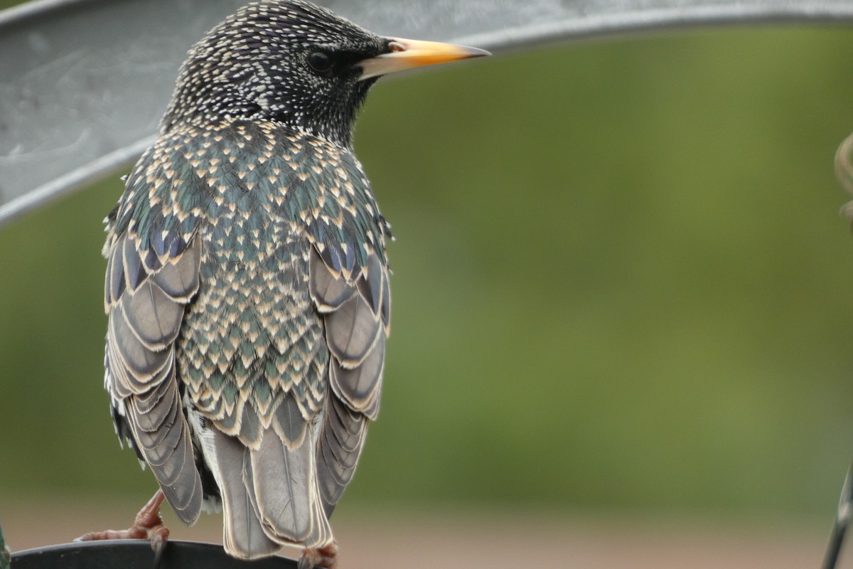 European Starling - ML544840521