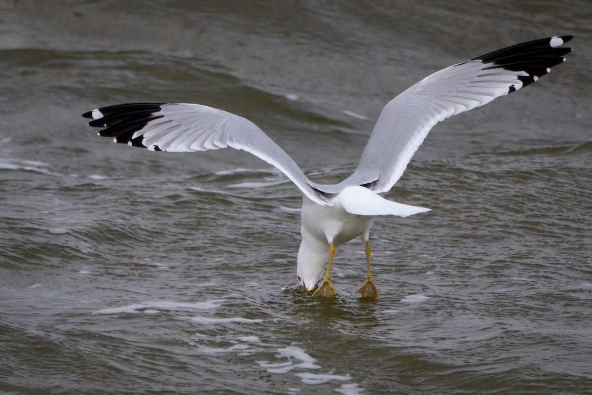 Ring-billed Gull - ML544841341