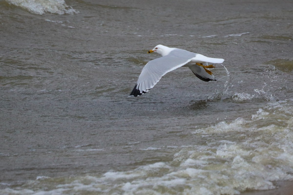 Ring-billed Gull - ML544841351