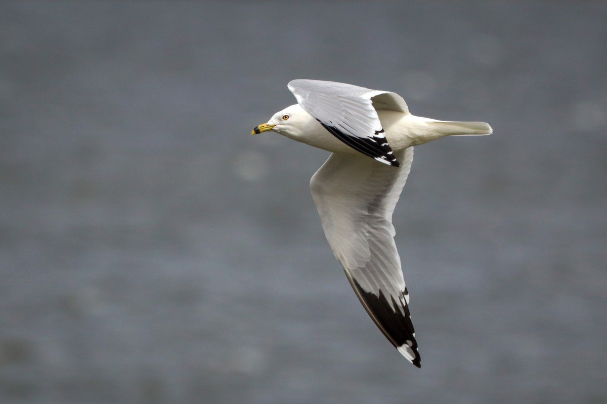 Ring-billed Gull - ML544841361