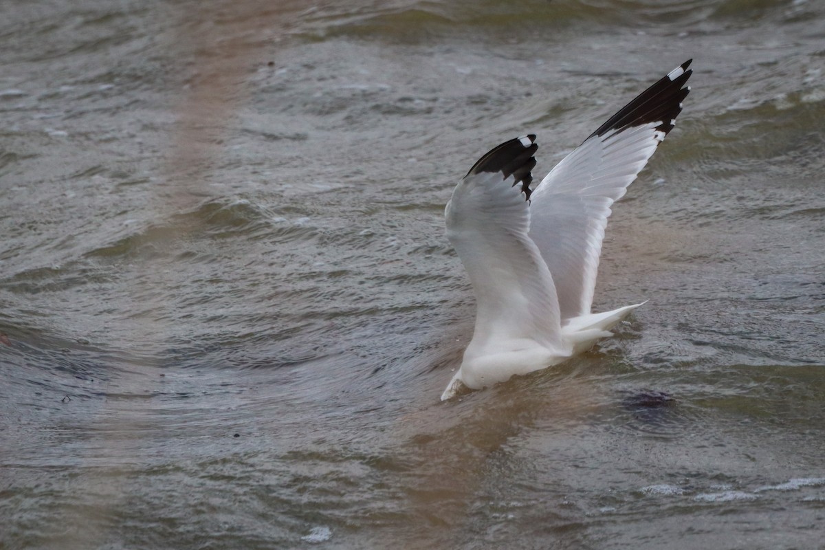 Ring-billed Gull - ML544841371