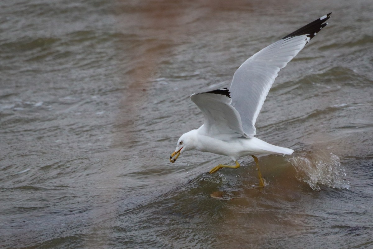 Ring-billed Gull - ML544841381