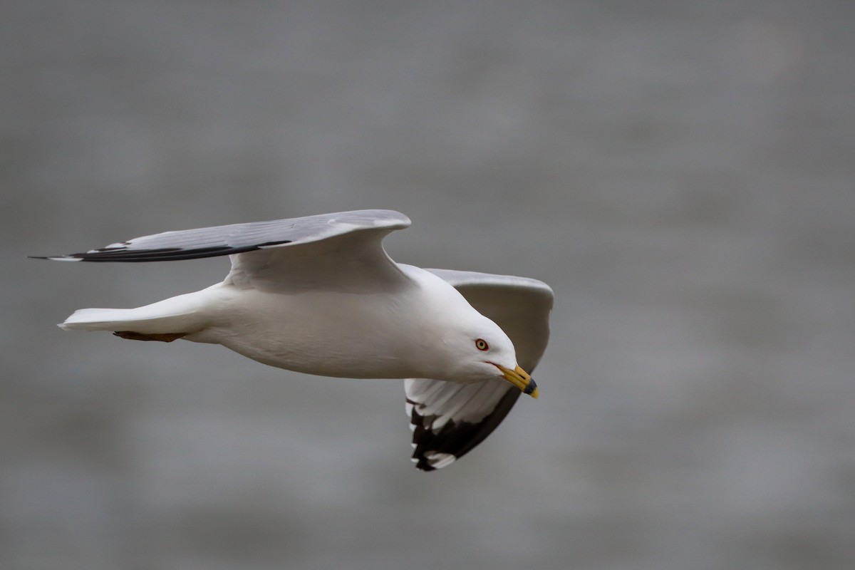 Ring-billed Gull - ML544841391