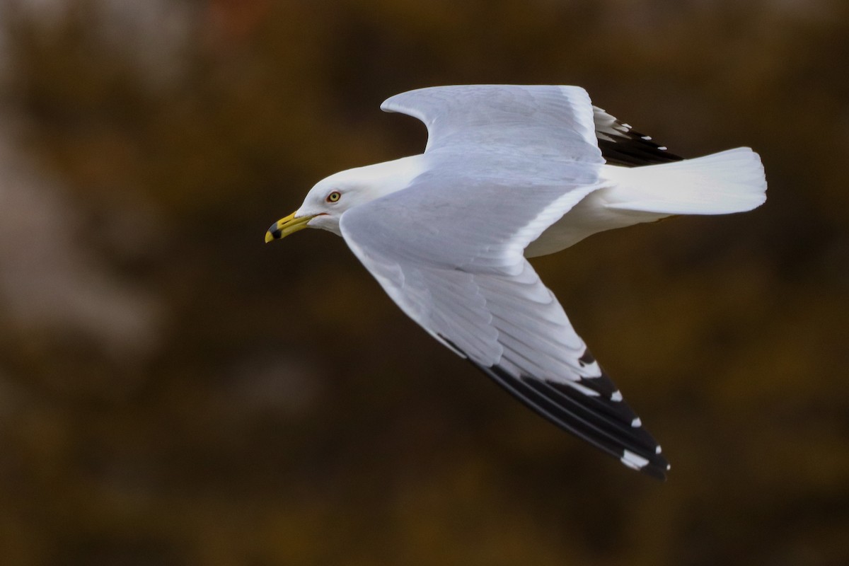 Ring-billed Gull - ML544841401