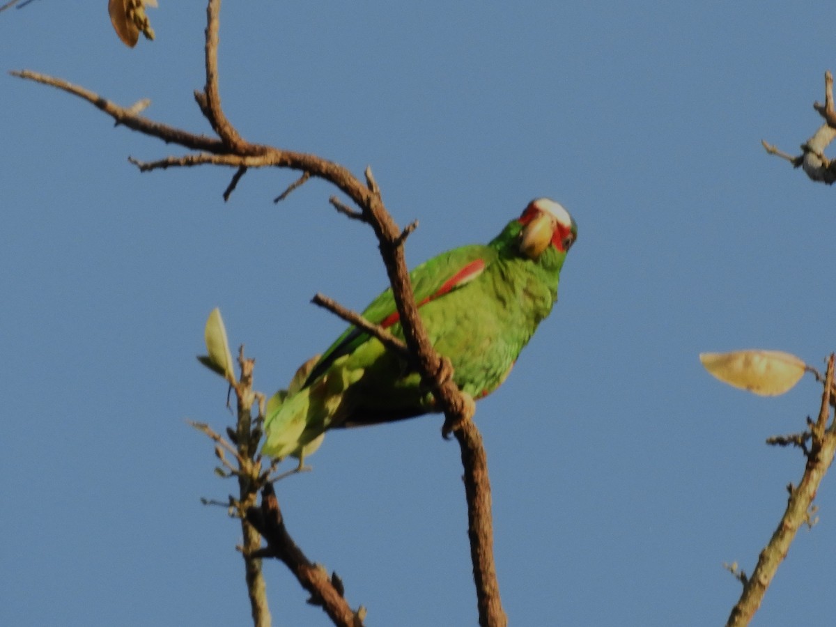 White-fronted Parrot - ML544841971