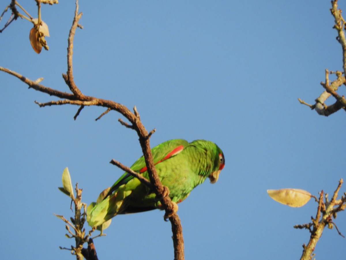 White-fronted Parrot - ML544841981