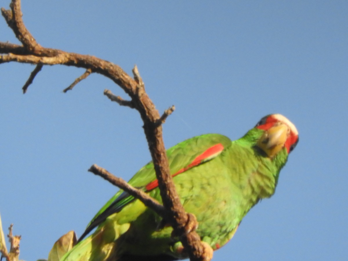 White-fronted Parrot - ML544841991