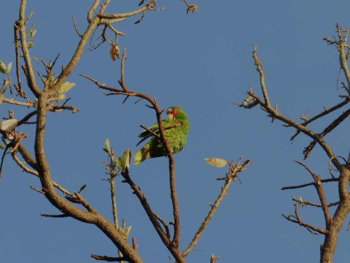 White-fronted Parrot - ML544842001