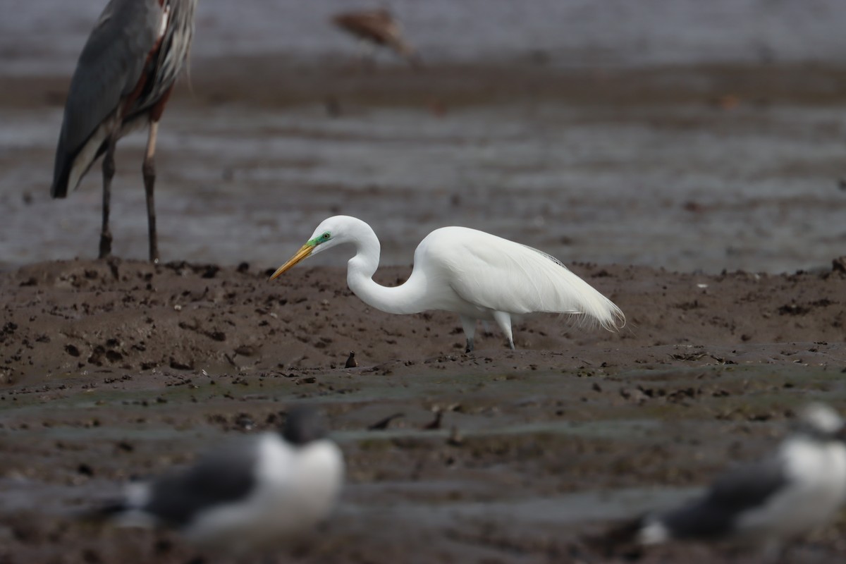 Great Egret - John van Dort