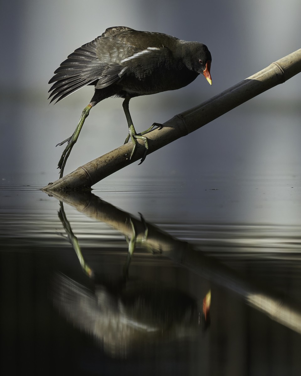 Eurasian Moorhen - Kevin Hughes