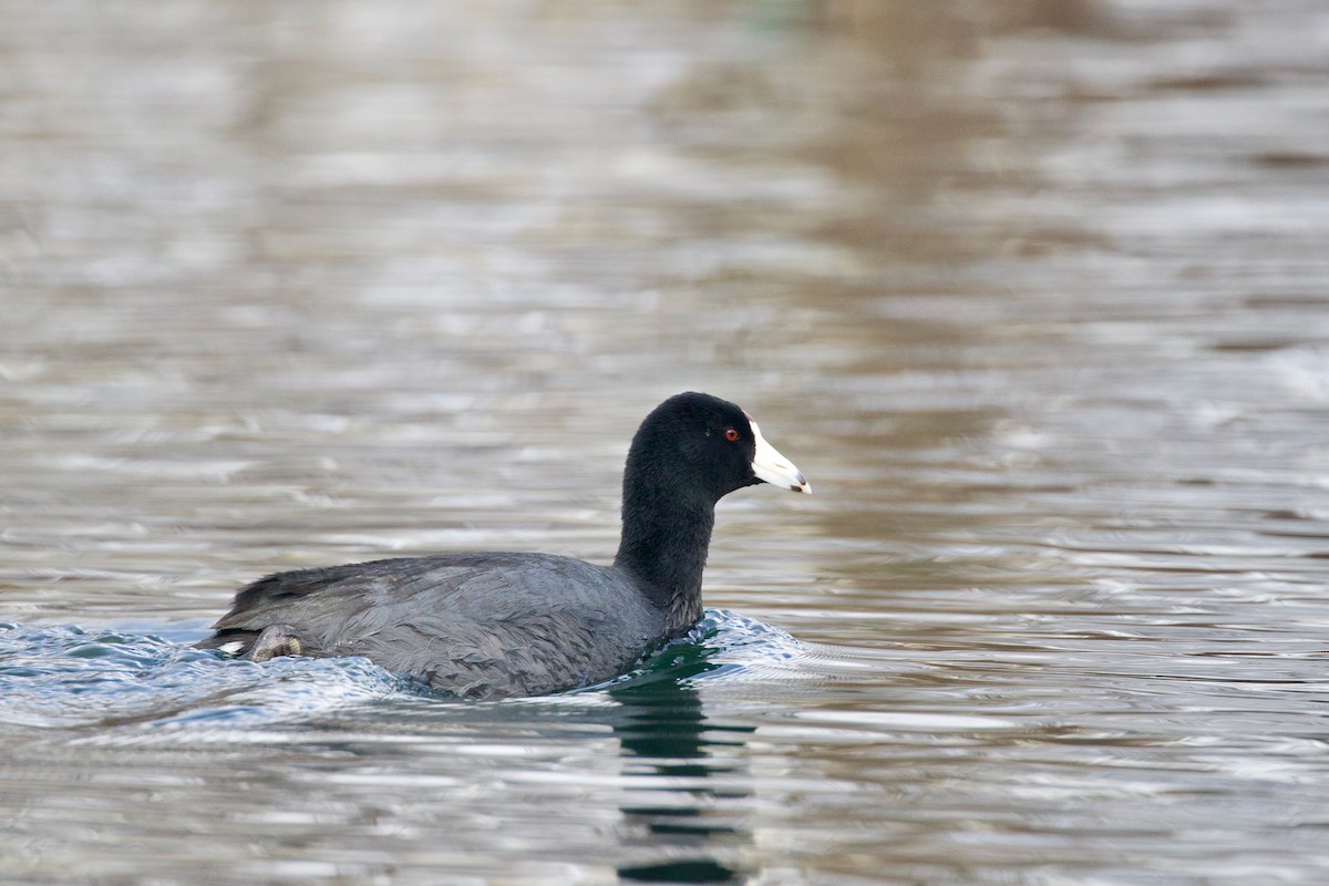 American Coot (Red-shielded) - Andrew Thomas 🦅🪶