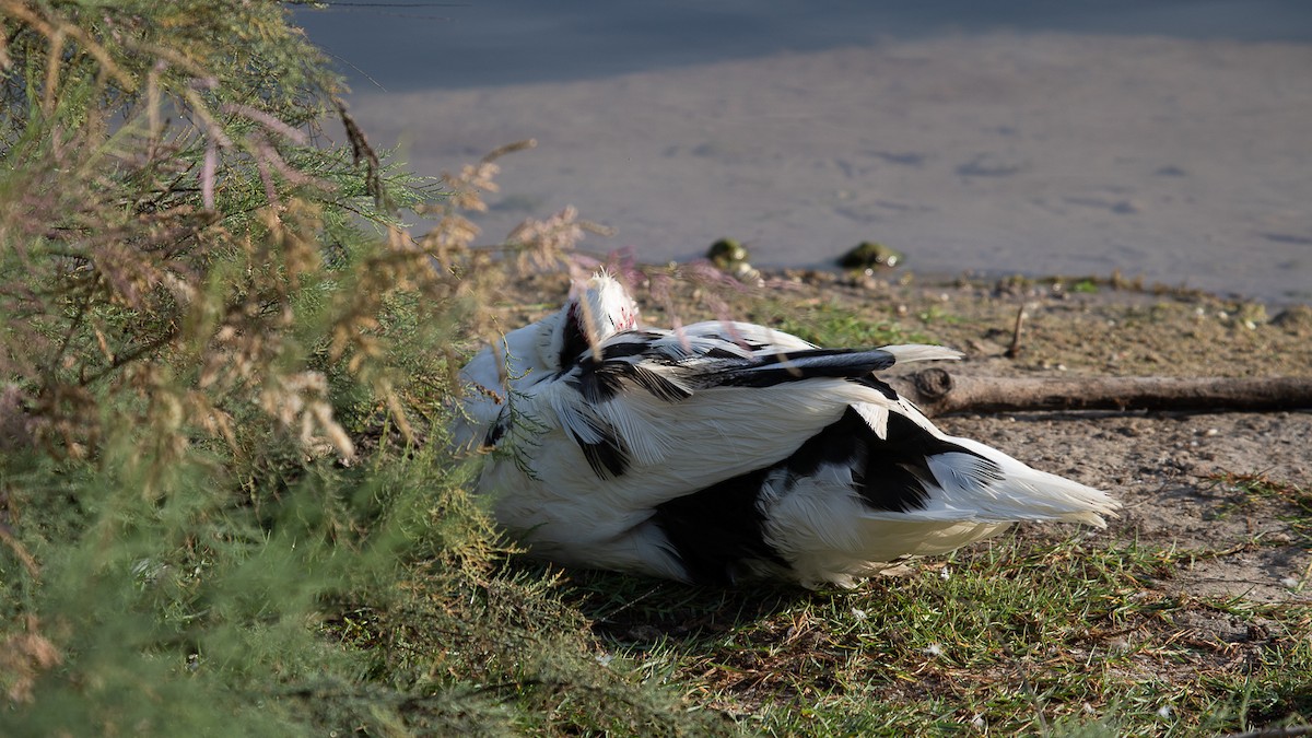 Muscovy Duck (Domestic type) - ML544845051