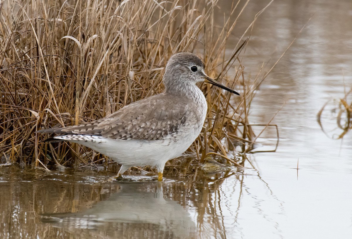 Lesser Yellowlegs - Greg Darone