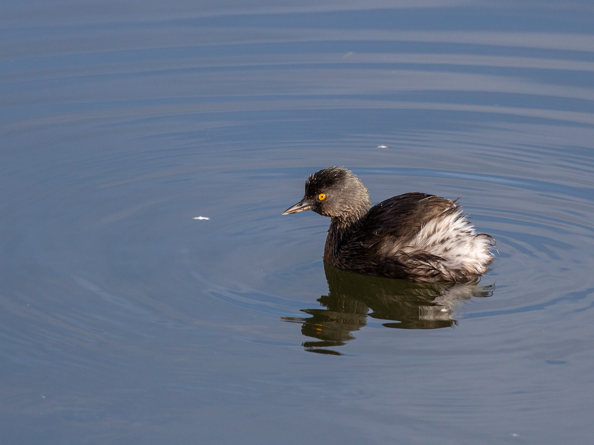 Least Grebe - ML544846421