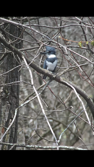 Belted Kingfisher - ML54484721