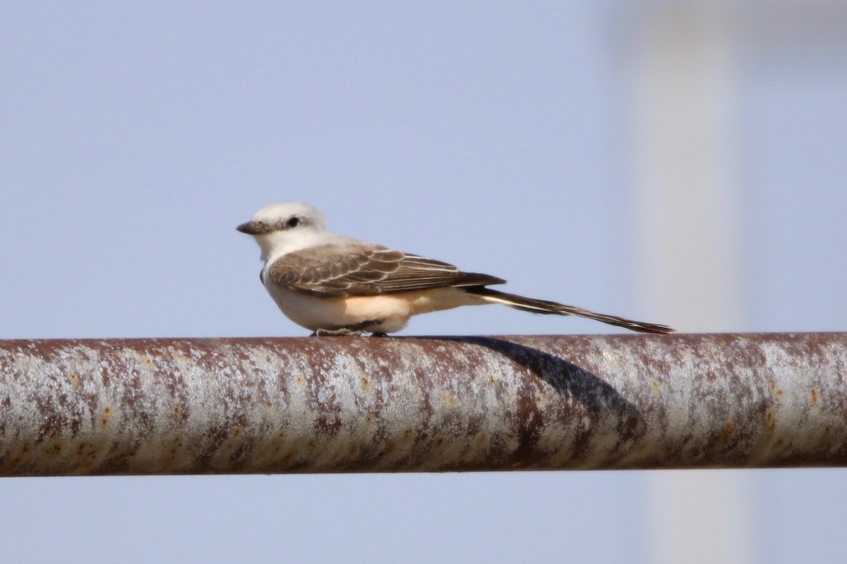 Scissor-tailed Flycatcher - ML54484881