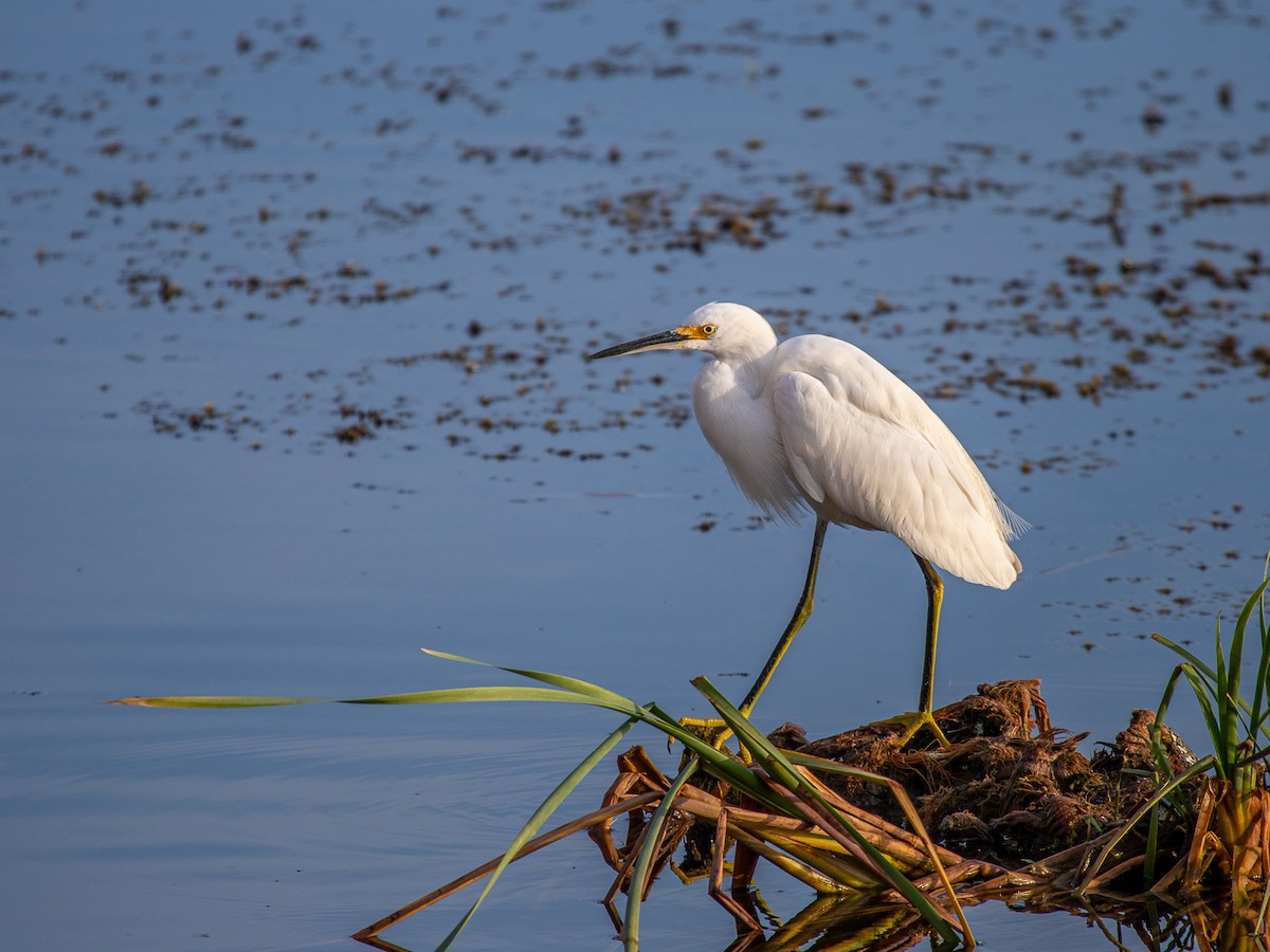 Snowy Egret - Aquiles Brinco