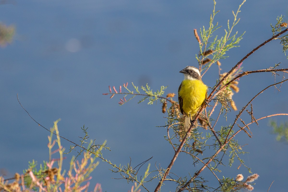 Social Flycatcher - ML544849251