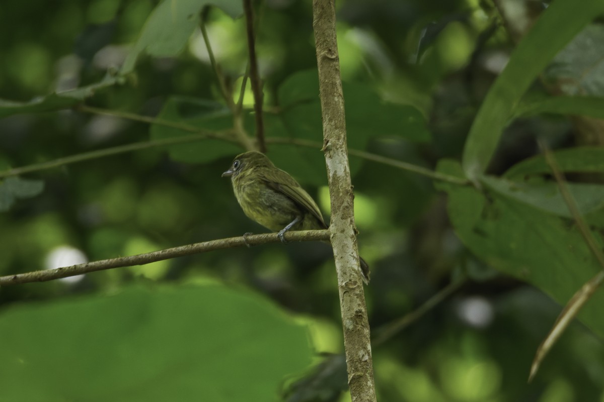 Eye-ringed Flatbill - ML544849601