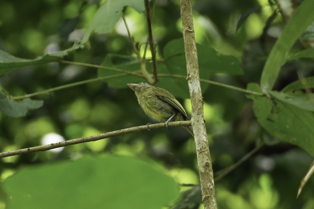 Eye-ringed Flatbill - ML544849611